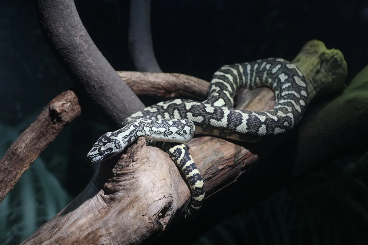 カーペットパイソン